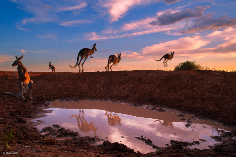 Illustration for article titled The Competition Is Fierce For This Year's Best Wildlife Photographer
